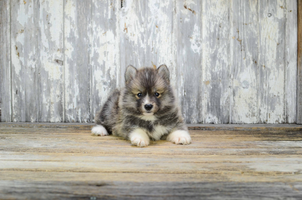 Pomsky Pup Being Cute