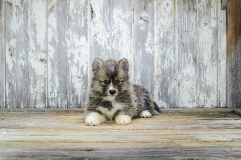 Pomsky Puppy for Adoption