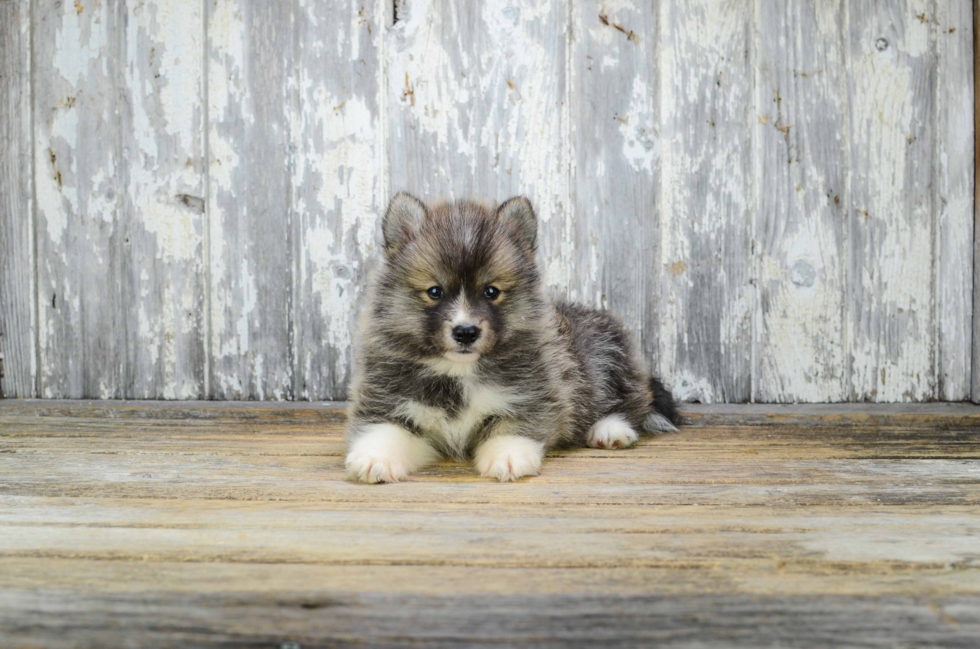 Popular Pomsky Designer Pup