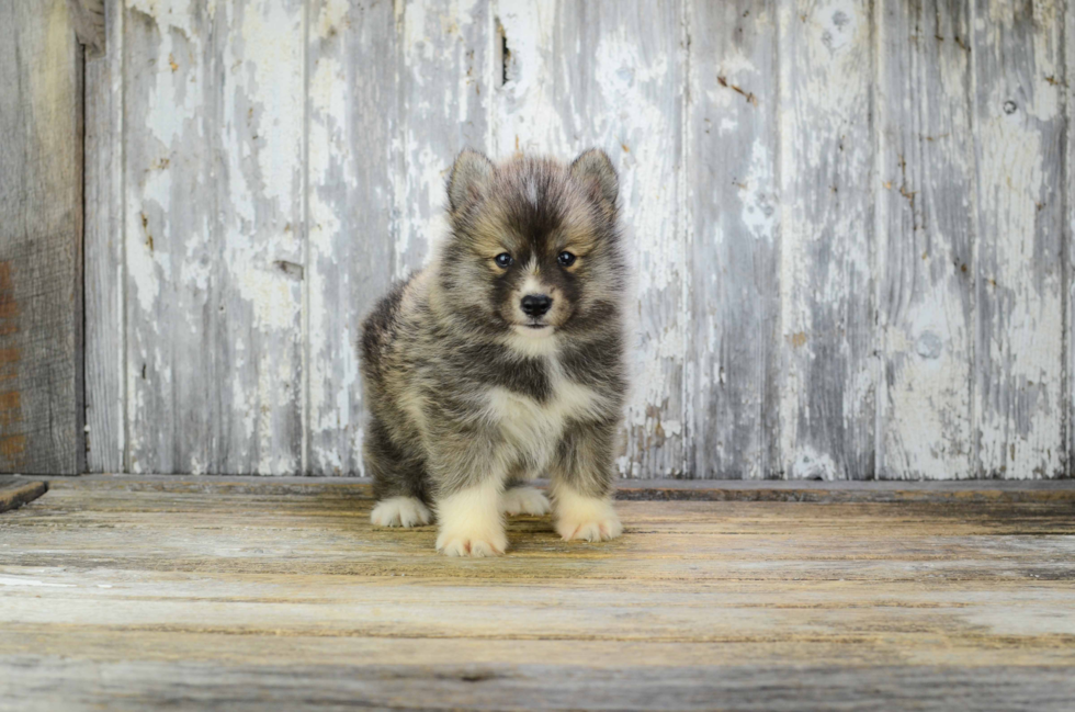 Funny Pomsky Designer Pup