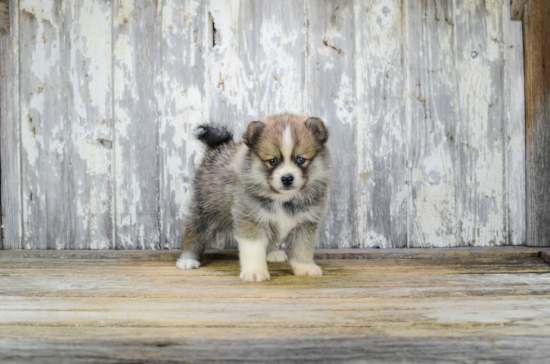 Hypoallergenic Mini Husky Designer Puppy