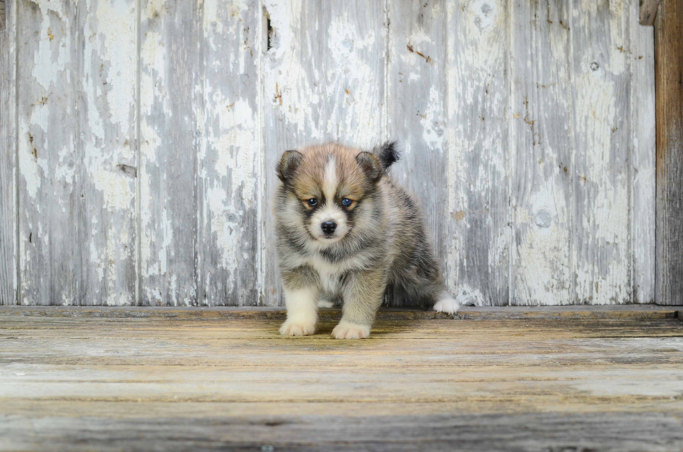 Friendly Pomsky Baby