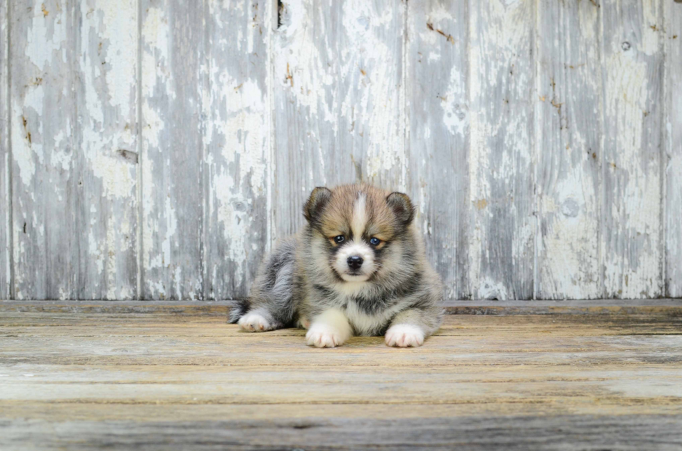 Little Mini Husky Designer Puppy