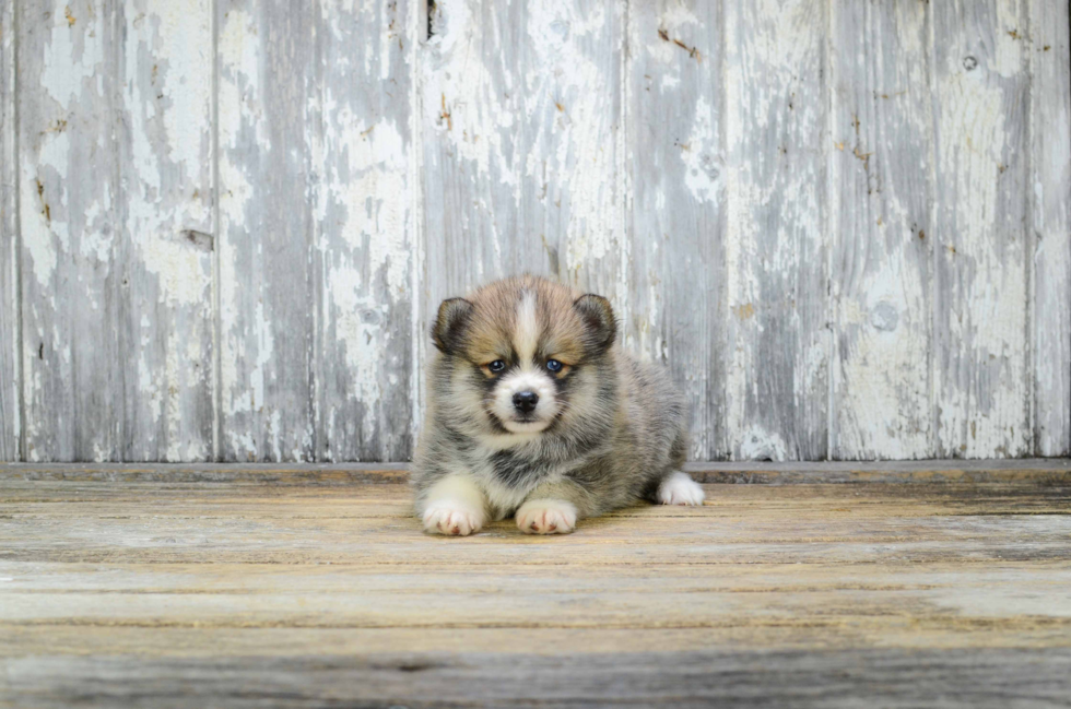 Hypoallergenic Mini Husky Designer Puppy