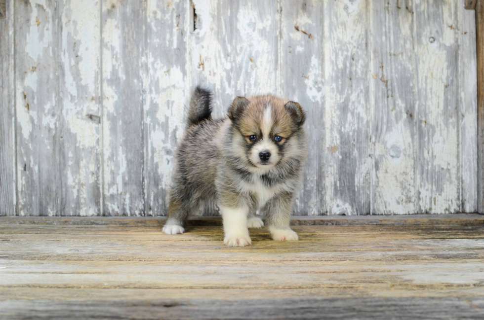 Pomsky Puppy for Adoption