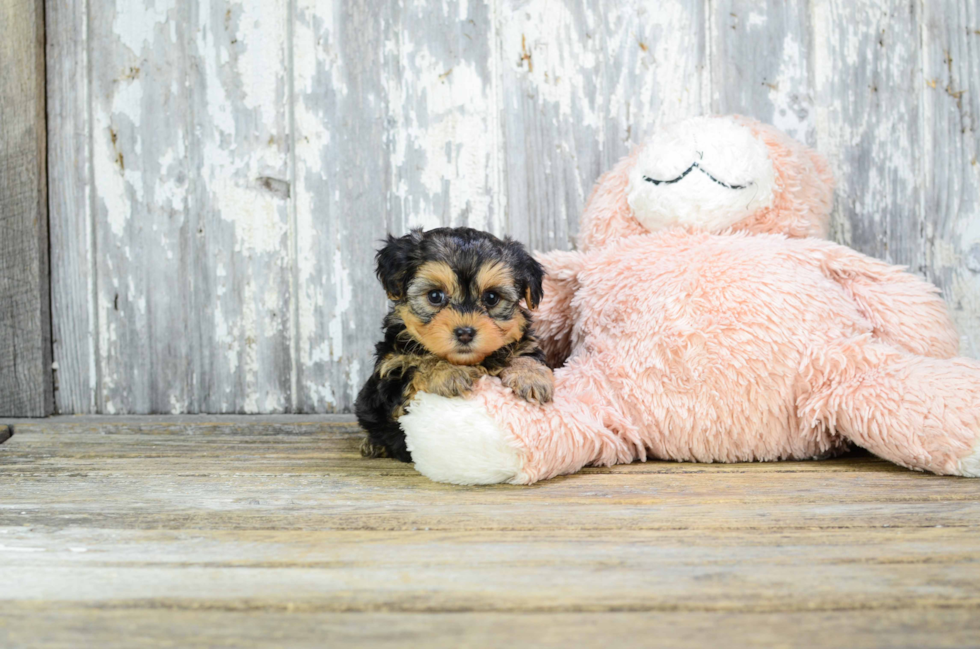 Playful Yorkie Doodle Poodle Mix Puppy