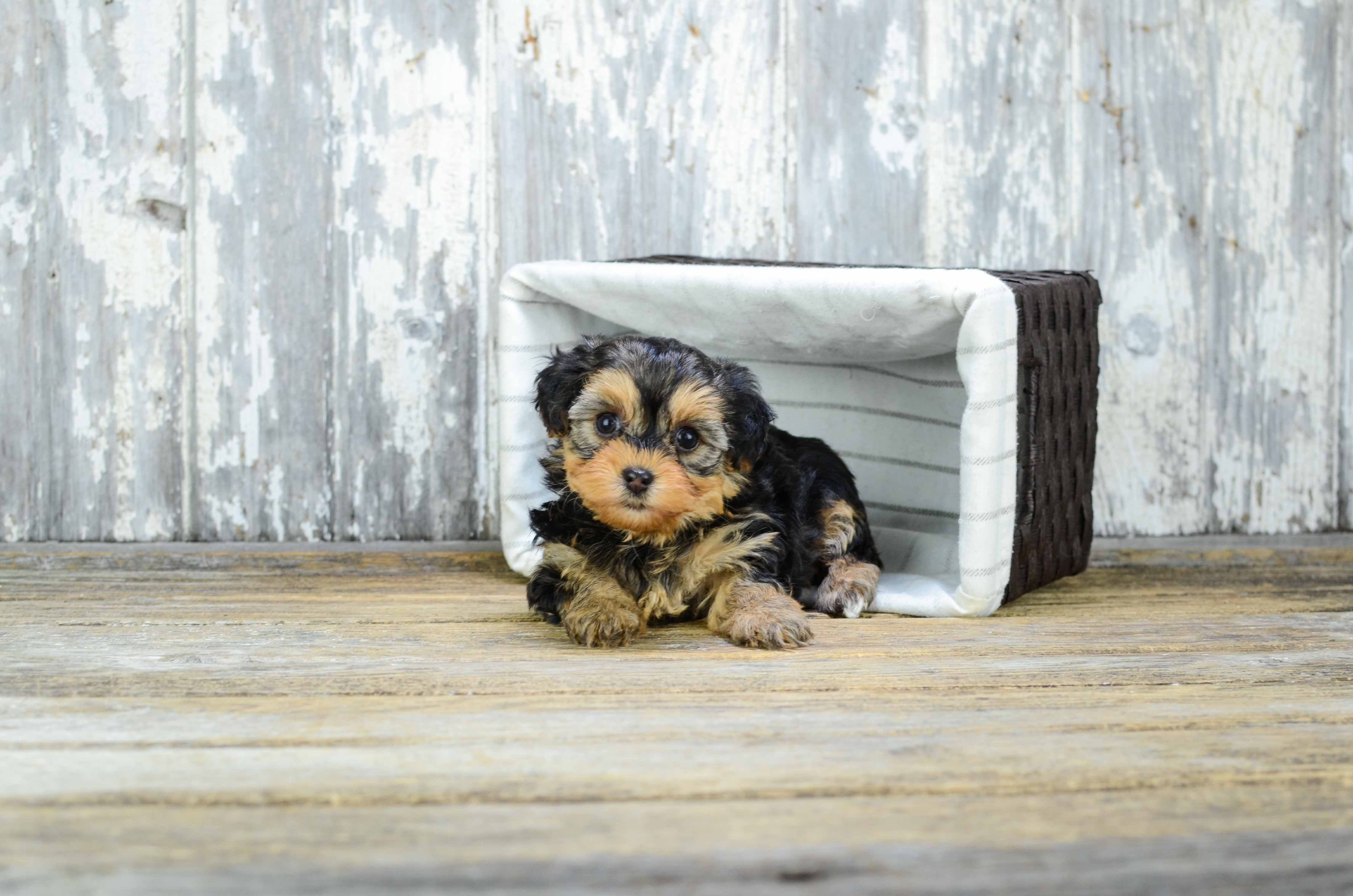 Yorkie Poo Pup Being Cute