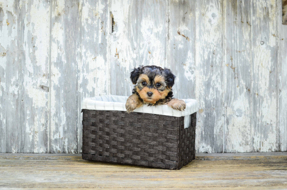 Small Yorkie Poo Baby