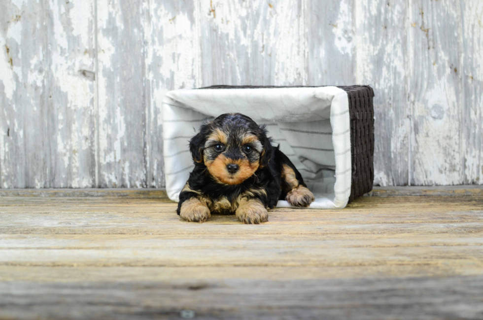 Petite Yorkie Poo Poodle Mix Pup