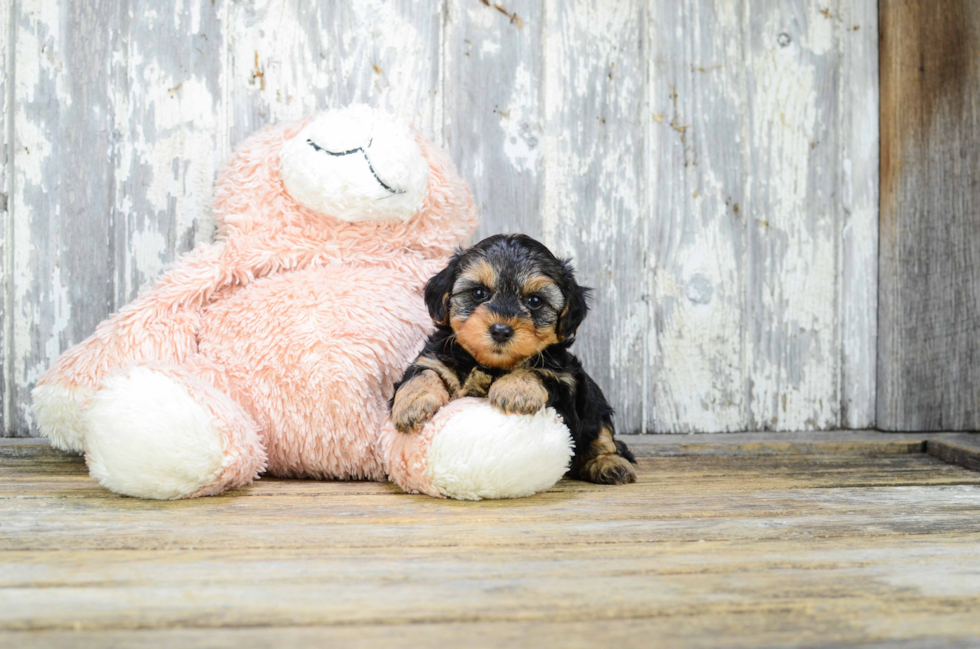 Yorkie Poo Puppy for Adoption