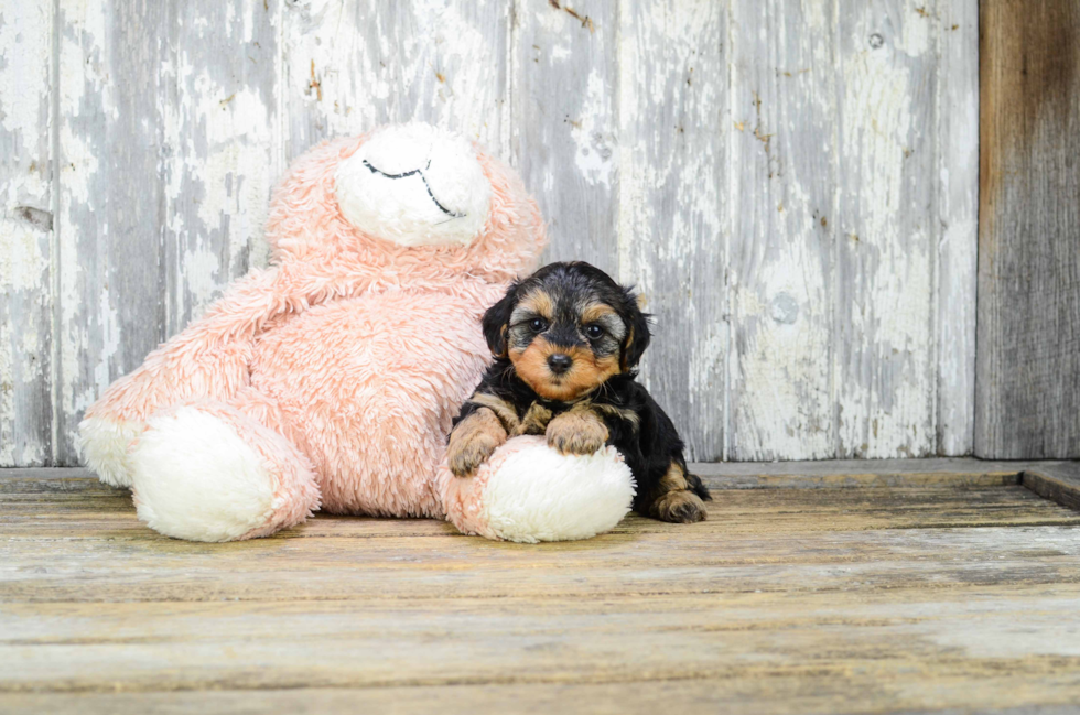 Yorkie Poo Puppy for Adoption