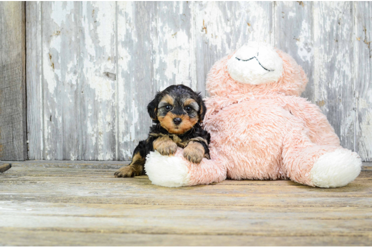 Yorkie Poo Puppy for Adoption