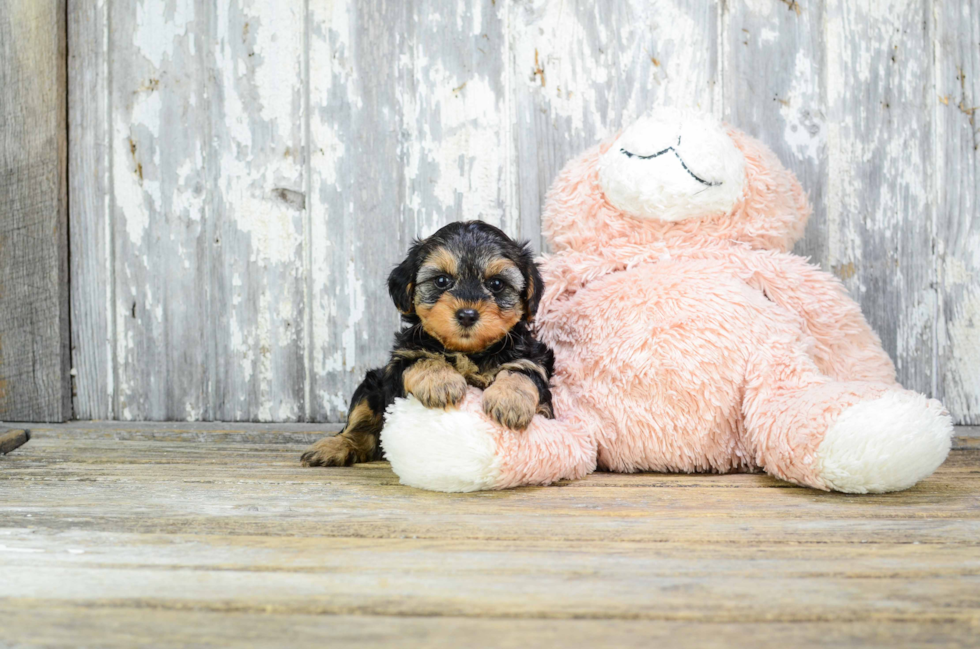 Yorkie Poo Puppy for Adoption