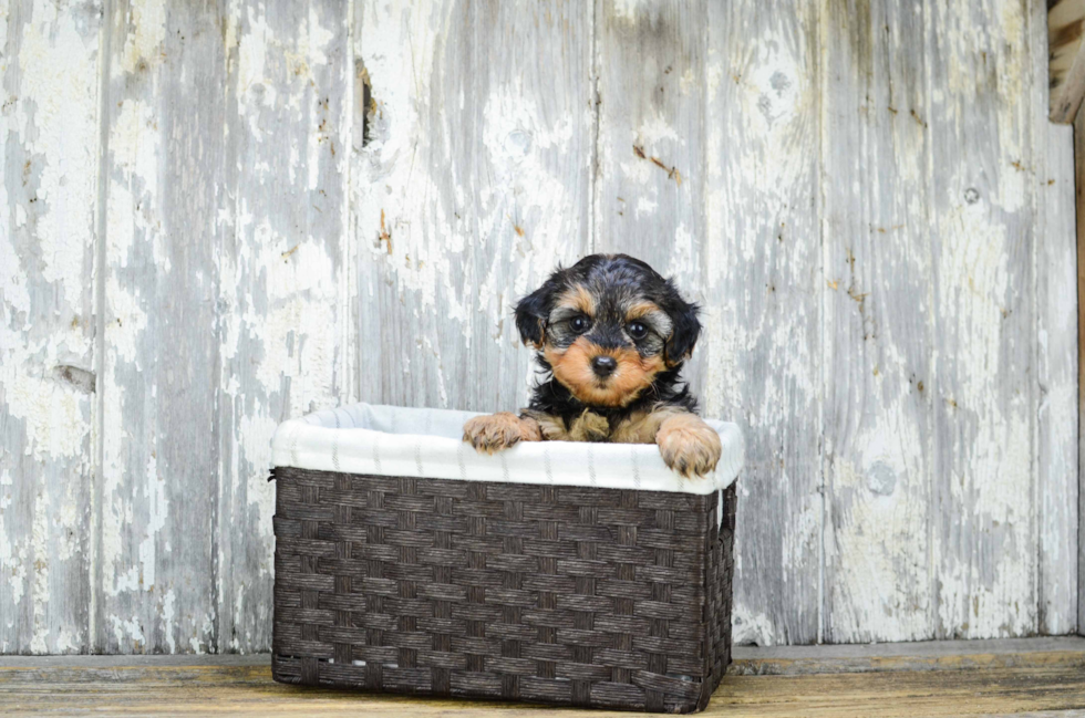 Playful Yorkie Doodle Poodle Mix Puppy