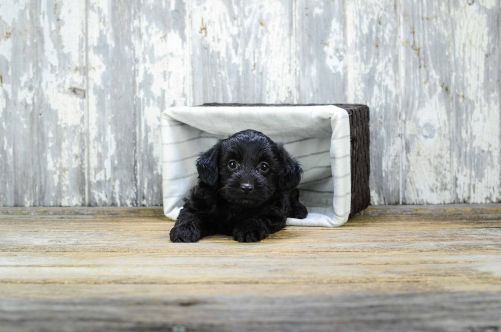 Smart Yorkie Poo Poodle Mix Pup