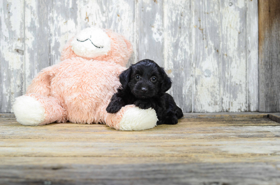 Smart Yorkie Poo Poodle Mix Pup