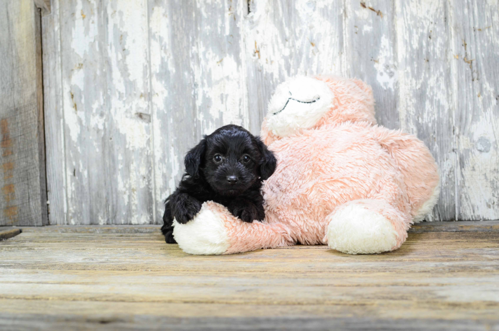 Fluffy Yorkie Poo Poodle Mix Pup