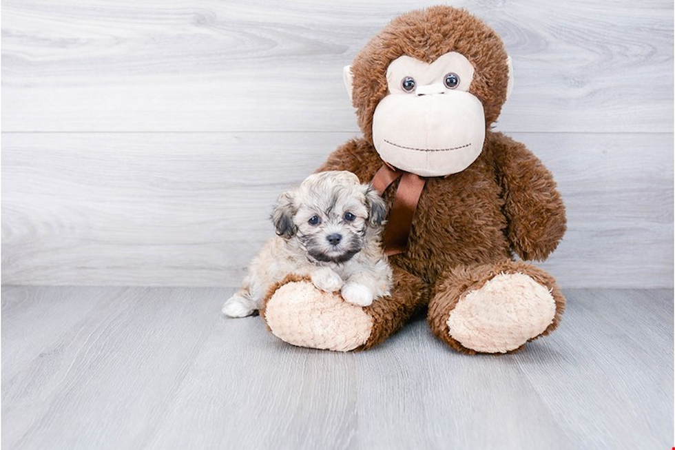 Popular Teddy Bear Designer Pup