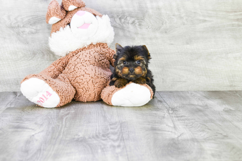 Meet Giselle - our Yorkshire Terrier Puppy Photo 