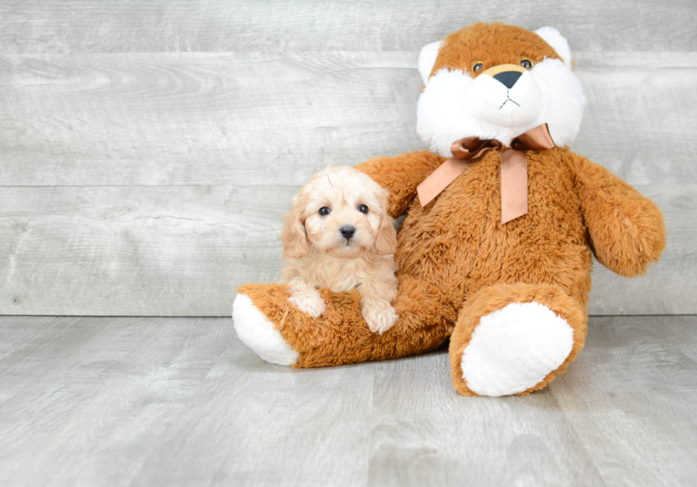 Cavapoo Puppy for Adoption