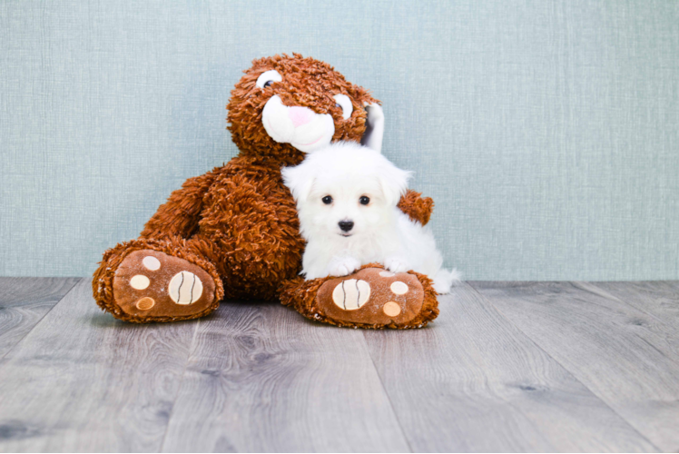 Maltese Pup Being Cute