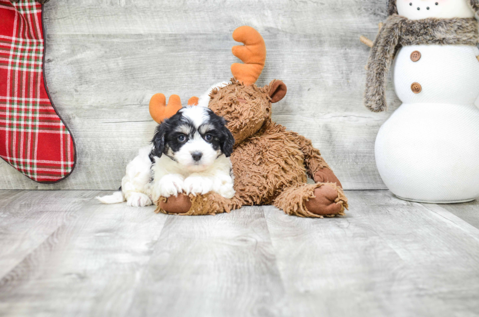 Cavachon Pup Being Cute