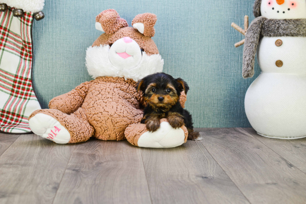 Meet Bella - our Yorkshire Terrier Puppy Photo 