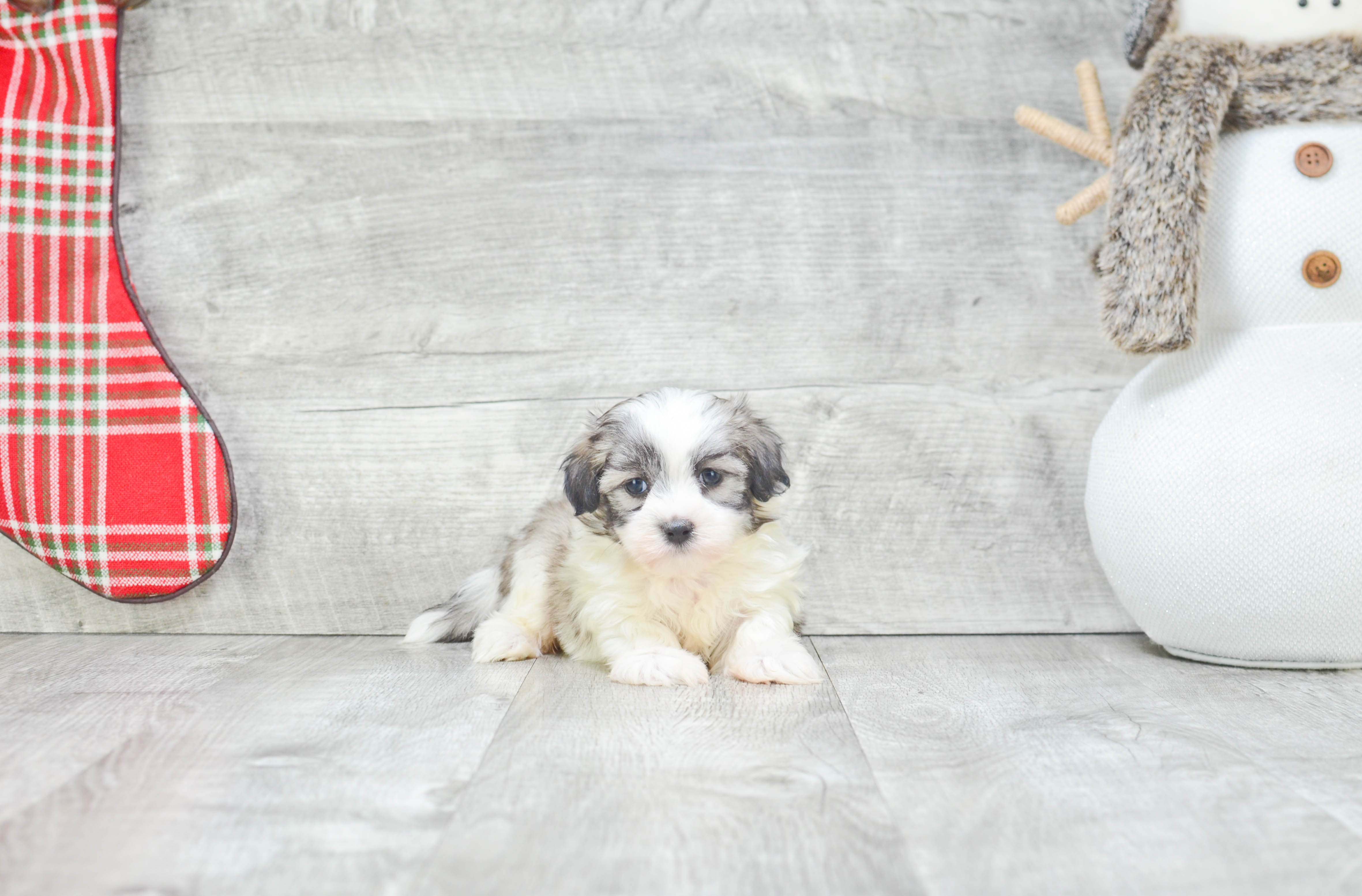 Teddy Bear Pup Being Cute