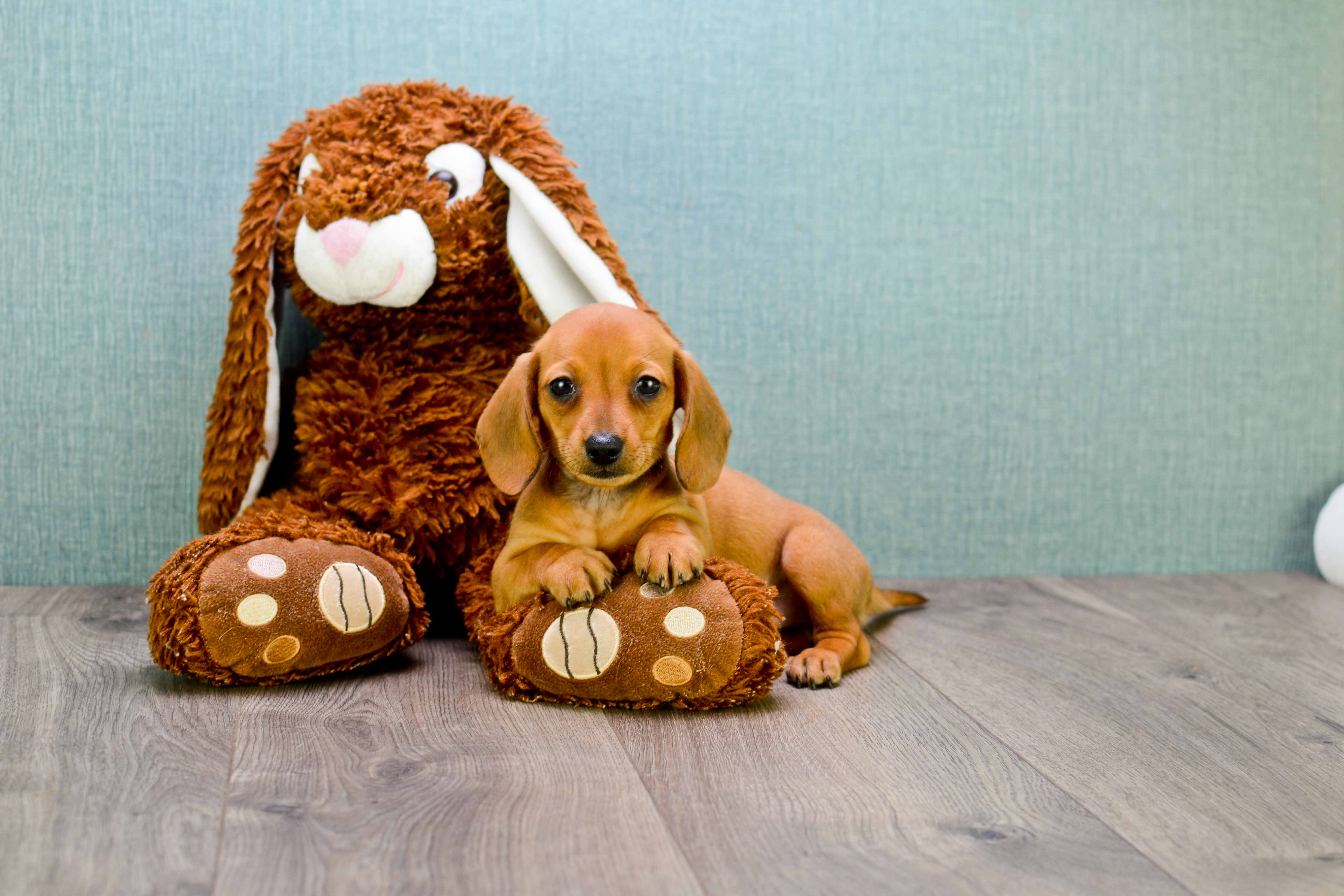 Cute Dachshund Purebred Pup