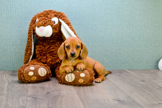 Cute Dachshund Purebred Pup