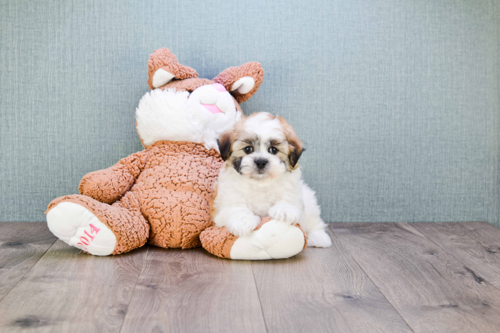 Popular Teddy Bear Designer Pup