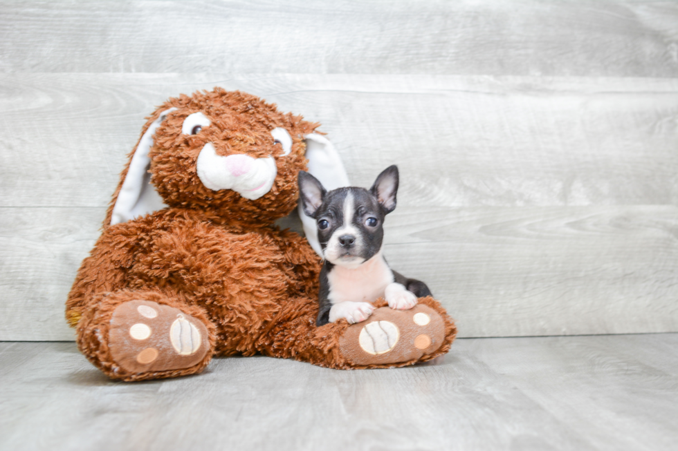 Boston Terrier Puppy for Adoption