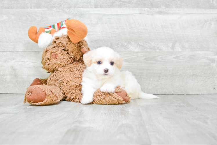 Best Havanese Baby