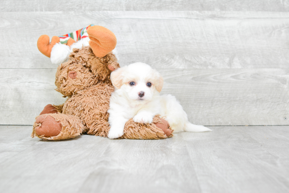 Best Havanese Baby