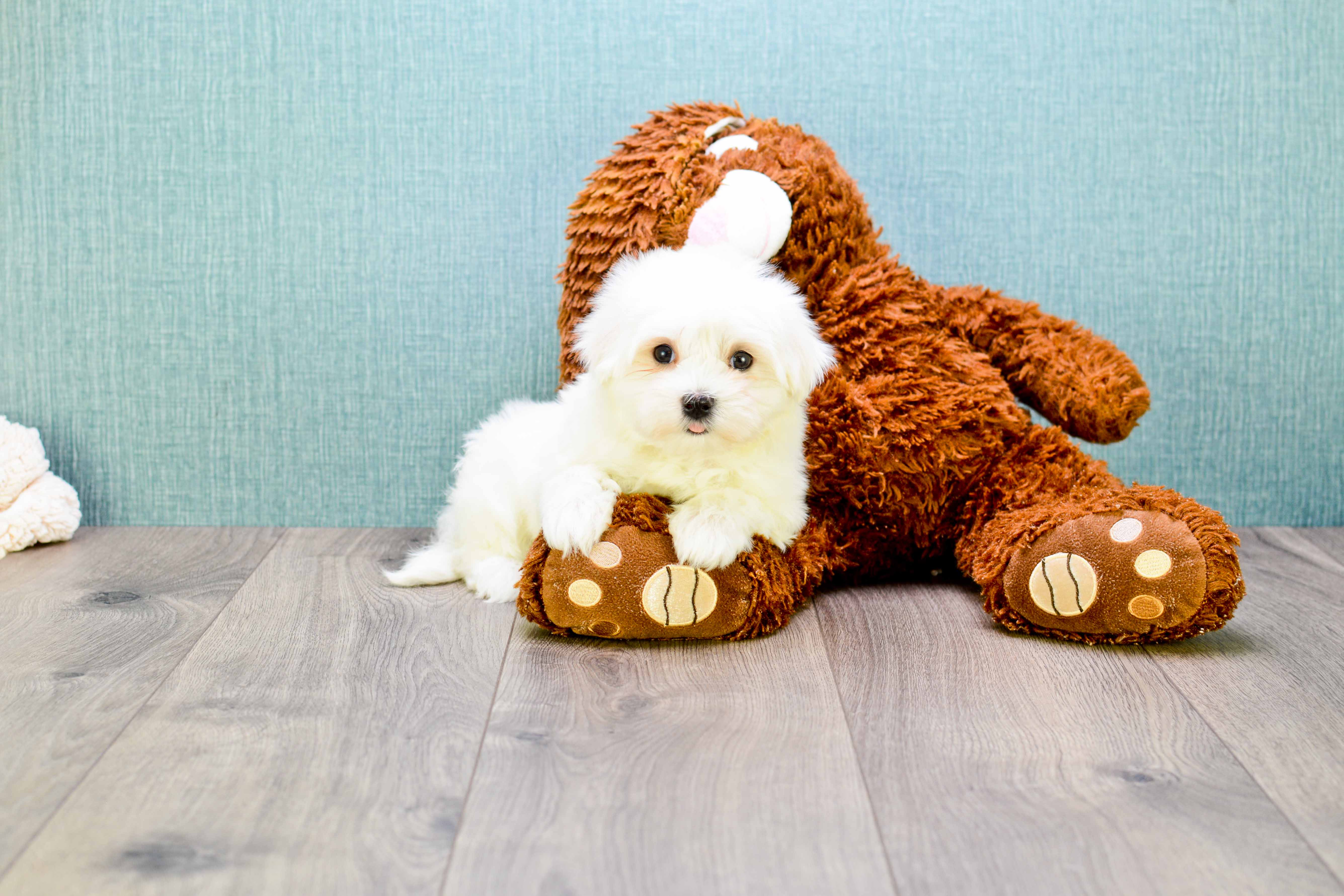 Best Maltese Baby