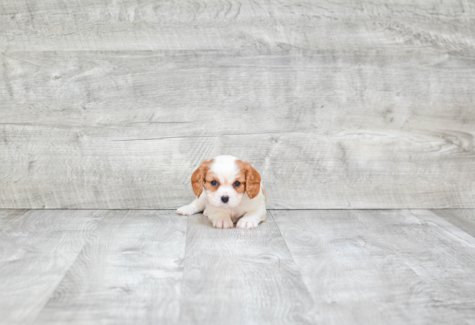 Playful Cavalier King Charles Spaniel Baby