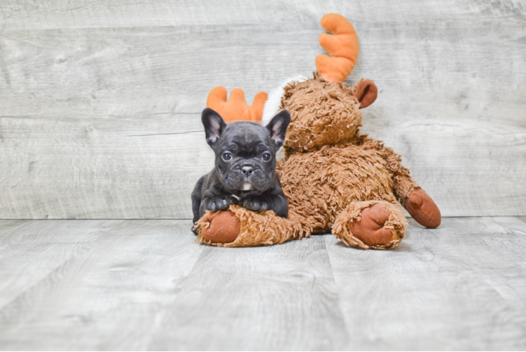 Akc Registered French Bulldog Purebred Pup