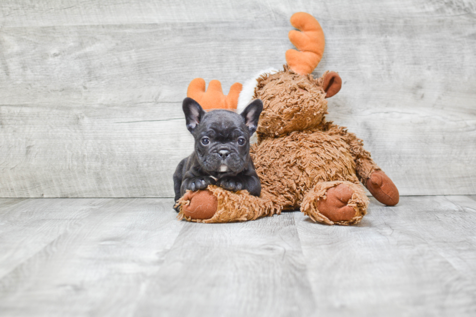 Akc Registered French Bulldog Purebred Pup