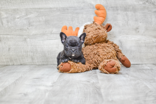 Akc Registered French Bulldog Purebred Pup