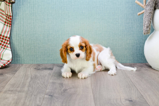 Little Cavalier King Charles Spaniel Baby