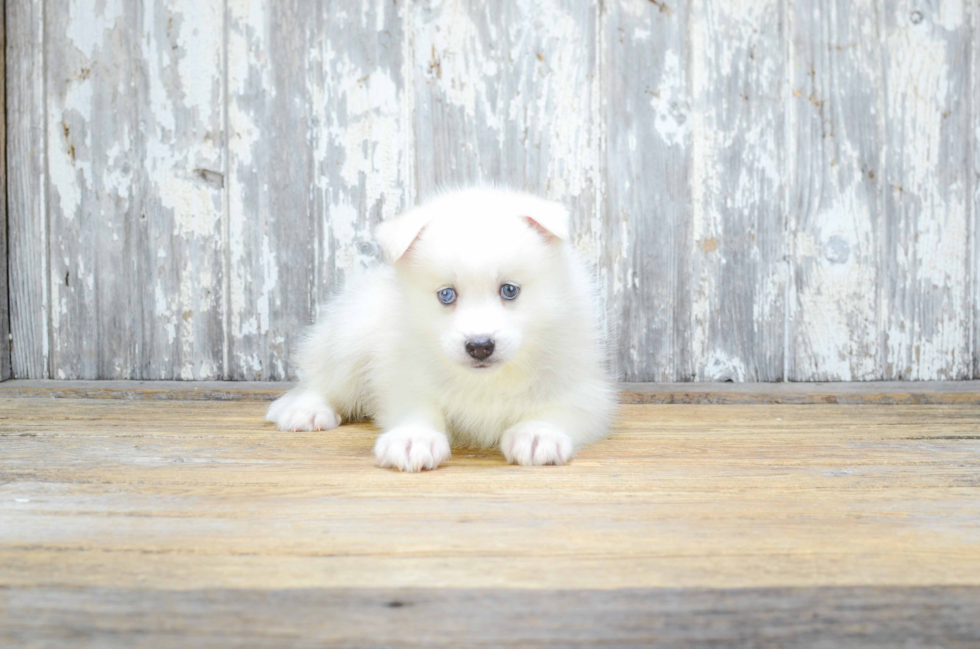 Friendly Pomsky Baby