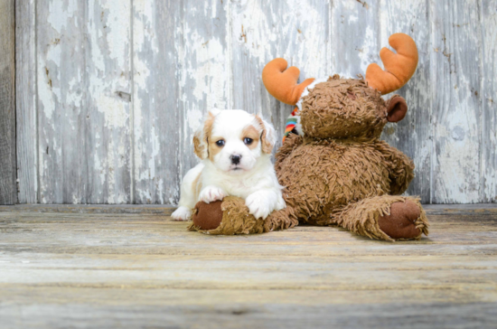 Best Cavachon Baby