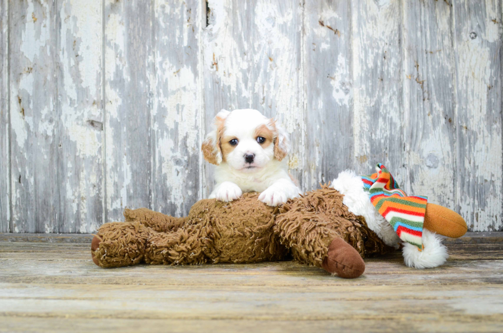 Cavachon Pup Being Cute