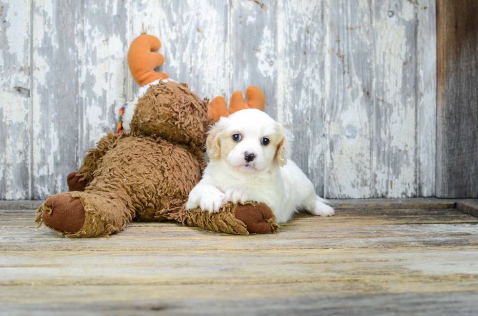 Best Cavachon Baby