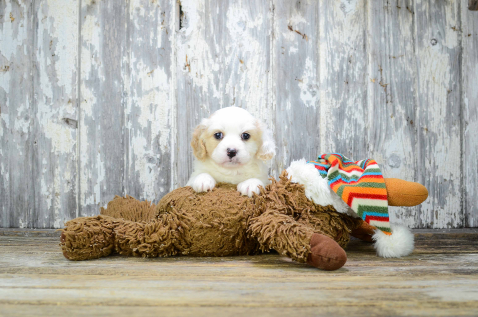 Energetic Cavalier Designer Puppy