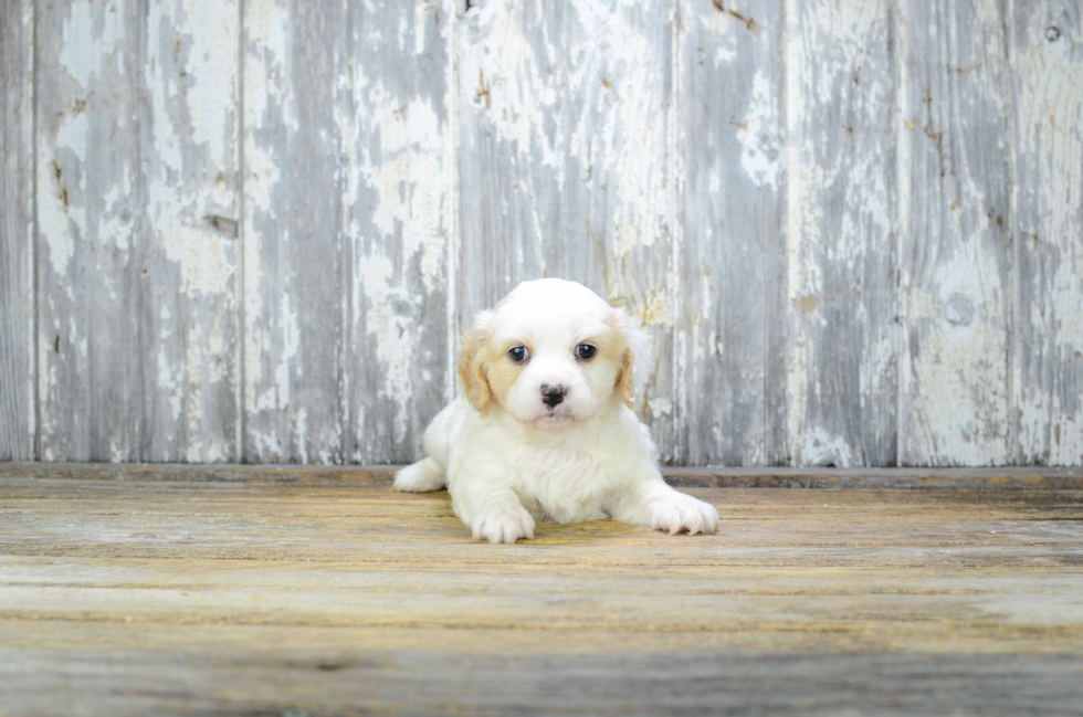 Happy Cavachon Baby