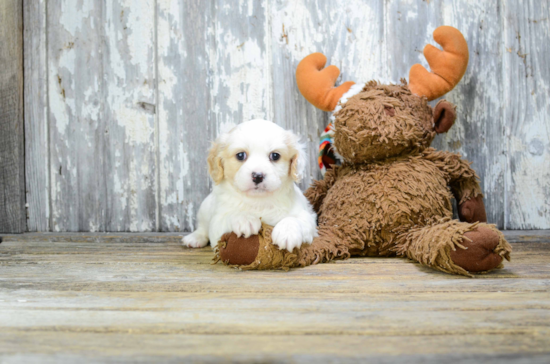 Cavachon Puppy for Adoption