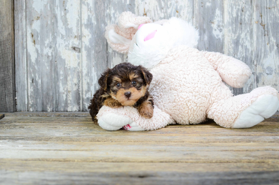 Sweet Yorkie Poo Baby