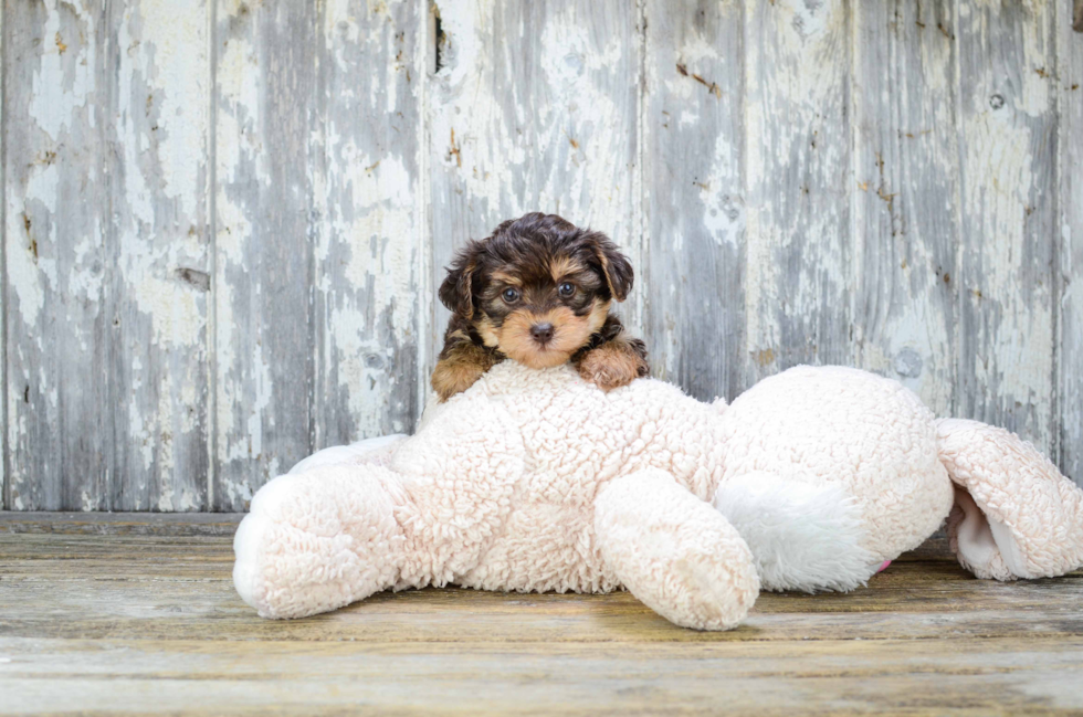 Funny Yorkie Poo Poodle Mix Pup