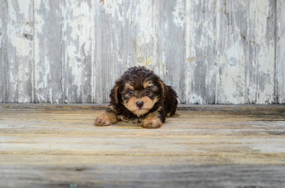 Adorable Yorkie Doodle Poodle Mix Puppy